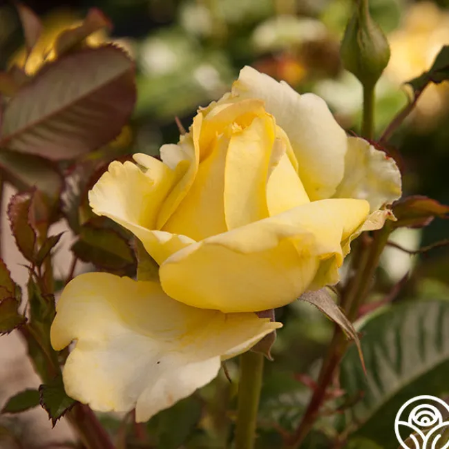 Lord Mountbatten™>Heirloom Roses Sale