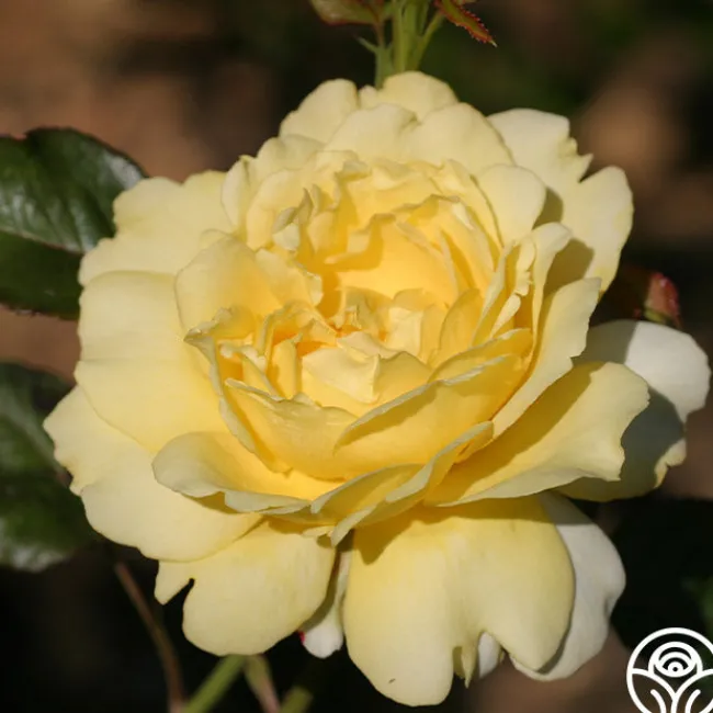 Lord Mountbatten™>Heirloom Roses Sale