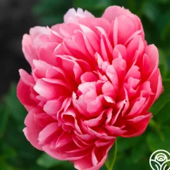 Lorelei>Heirloom Roses Outlet