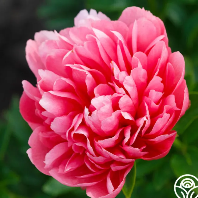 Lorelei>Heirloom Roses Outlet