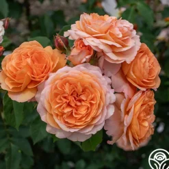 Louise Clements™>Heirloom Roses Discount
