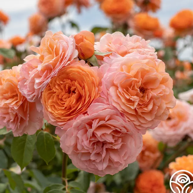 Louise Clements™>Heirloom Roses Discount