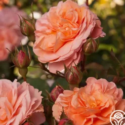Louise Clements™><noscript><img width=