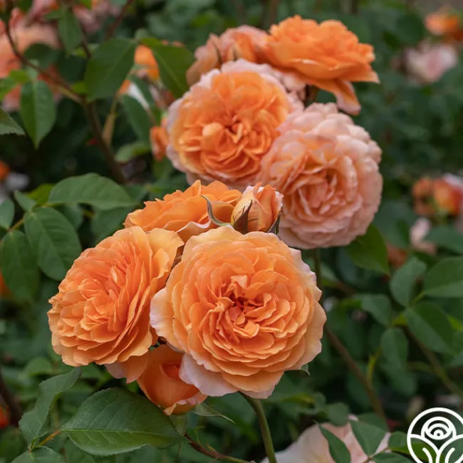 Louise Clements™>Heirloom Roses Discount