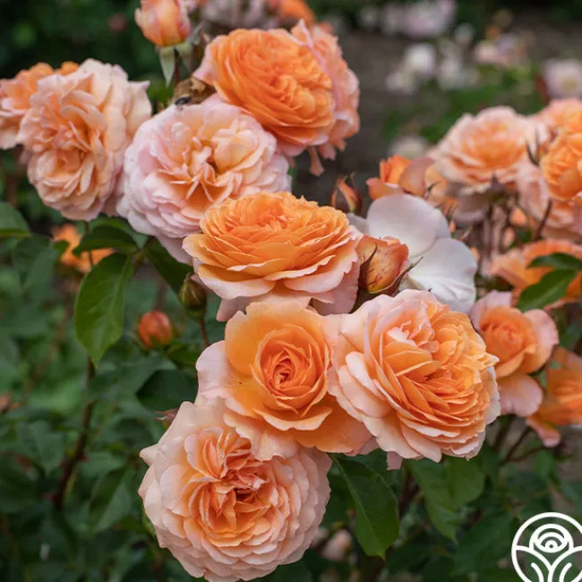 Louise Clements™>Heirloom Roses Discount