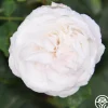 Louise d' Arzens>Heirloom Roses
