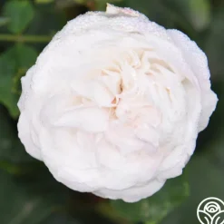 Louise d' Arzens>Heirloom Roses