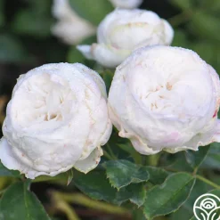 Louise d' Arzens>Heirloom Roses