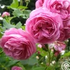 Louise Odier>Heirloom Roses Best
