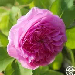Louise Odier>Heirloom Roses Best