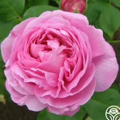 Louise Odier><noscript><img width=