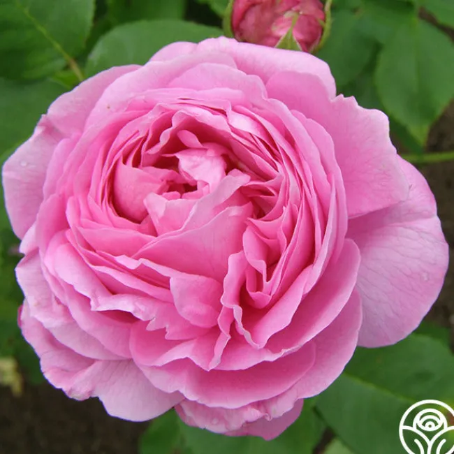 Louise Odier>Heirloom Roses Best