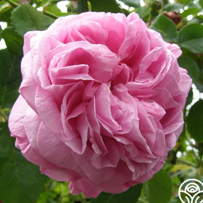 Louise Odier>Heirloom Roses Best