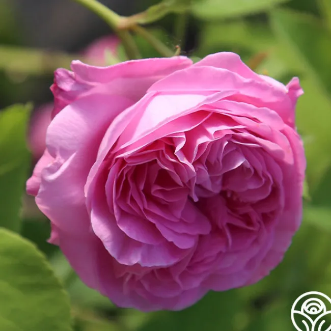 Louise Odier>Heirloom Roses Best
