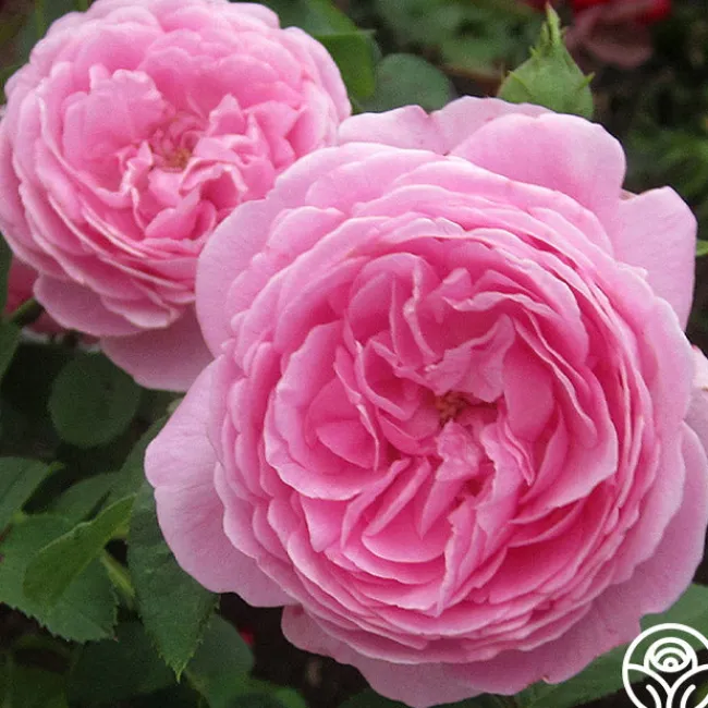 Louise Odier>Heirloom Roses Best
