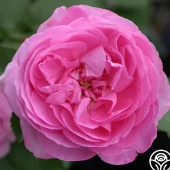 Louise Odier><noscript><img width=