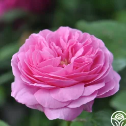 Louise Odier><noscript><img width=