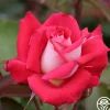 Love>Heirloom Roses Discount
