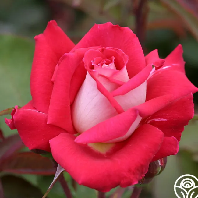 Love>Heirloom Roses Discount