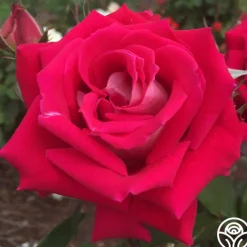 Love>Heirloom Roses Discount