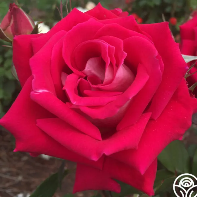 Love>Heirloom Roses Discount
