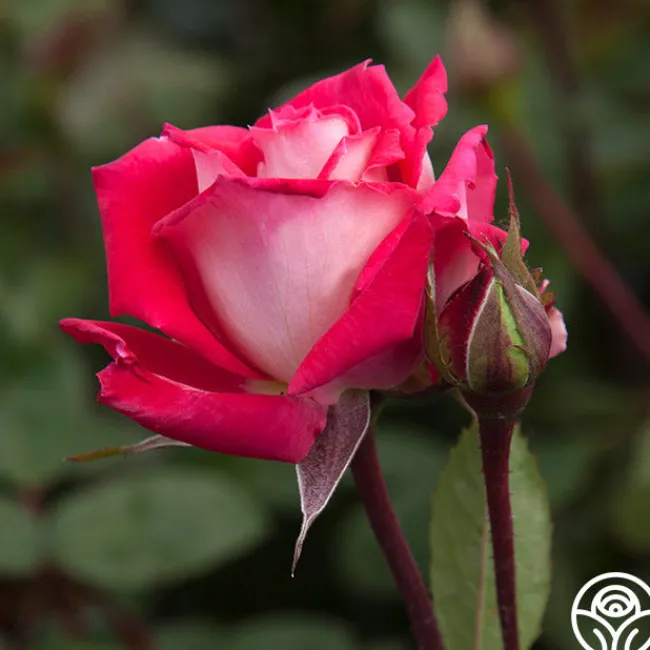 Love>Heirloom Roses Discount