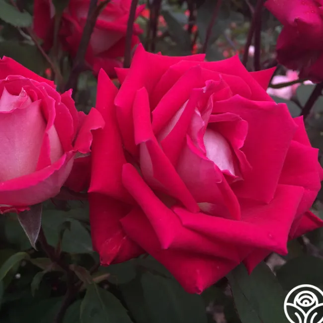 Love>Heirloom Roses Discount