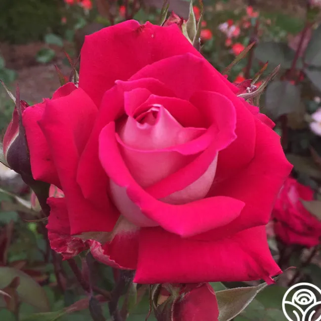 Love>Heirloom Roses Discount