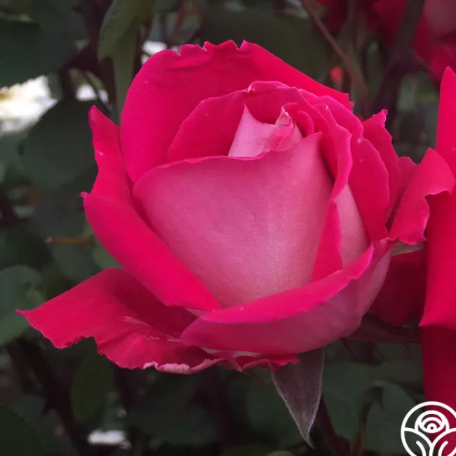 Love>Heirloom Roses Discount