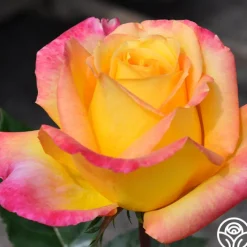 Love & Peace®>Heirloom Roses Best