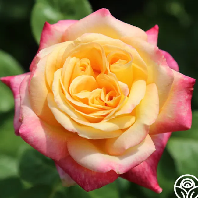Love & Peace®>Heirloom Roses Best