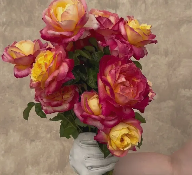Love & Peace®>Heirloom Roses Best
