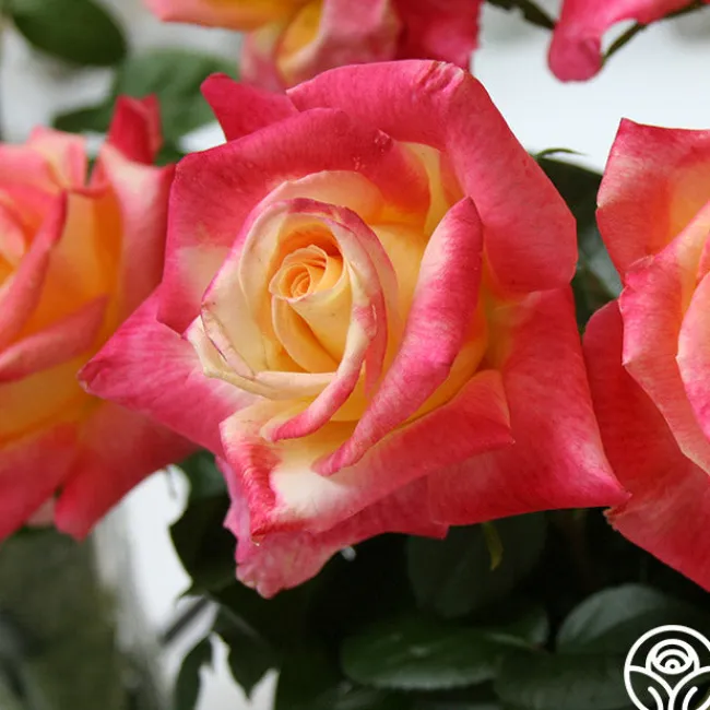 Love & Peace®>Heirloom Roses Best