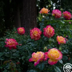 Love & Peace®><noscript><img width=