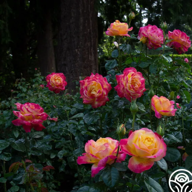 Love & Peace®>Heirloom Roses Best