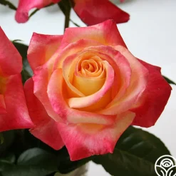 Love & Peace®><noscript><img width=