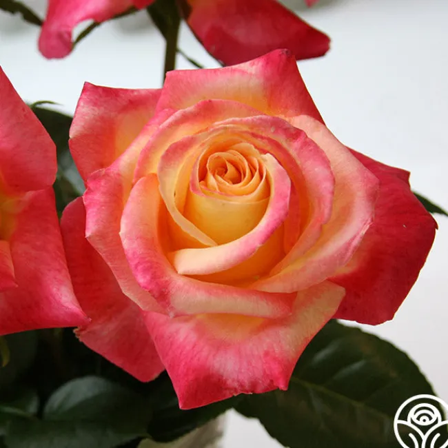 Love & Peace®>Heirloom Roses Best