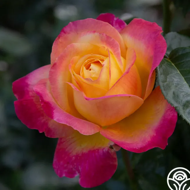 Love & Peace®>Heirloom Roses Best