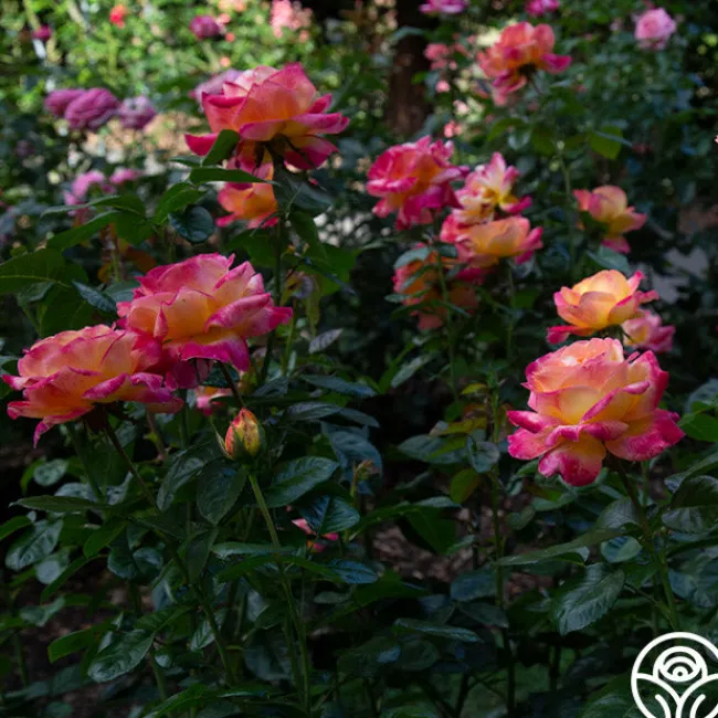 Love & Peace®>Heirloom Roses Best