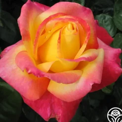 Love & Peace®><noscript><img width=