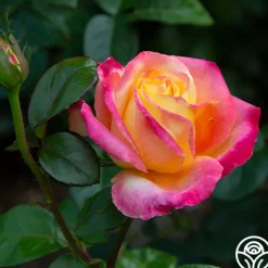 Love & Peace®><noscript><img width=