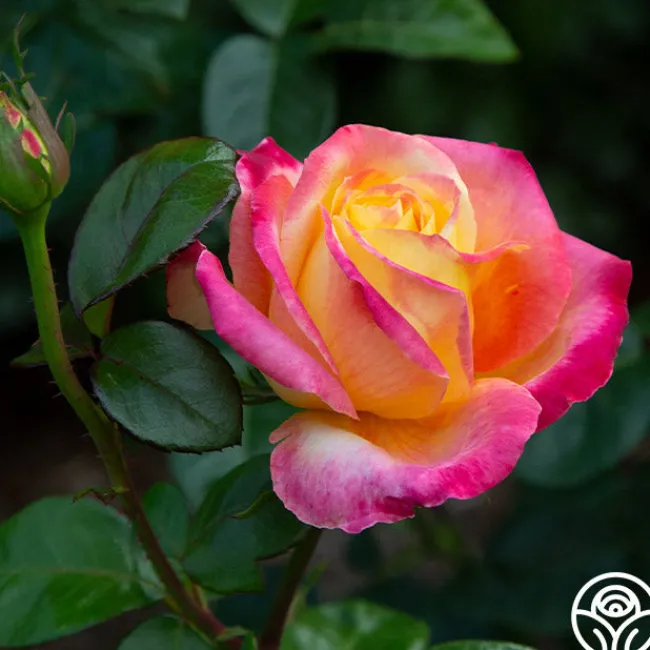 Love & Peace®>Heirloom Roses Best