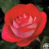 Love at First Sight>Heirloom Roses Hot
