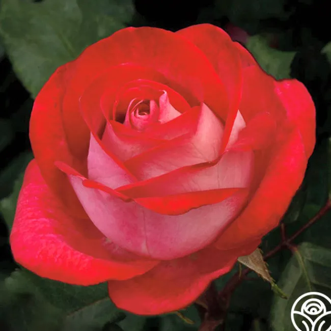 Love at First Sight>Heirloom Roses Hot
