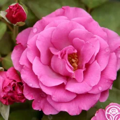 Love Potion™>Heirloom Roses Outlet