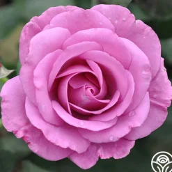 Love Potion™>Heirloom Roses Outlet