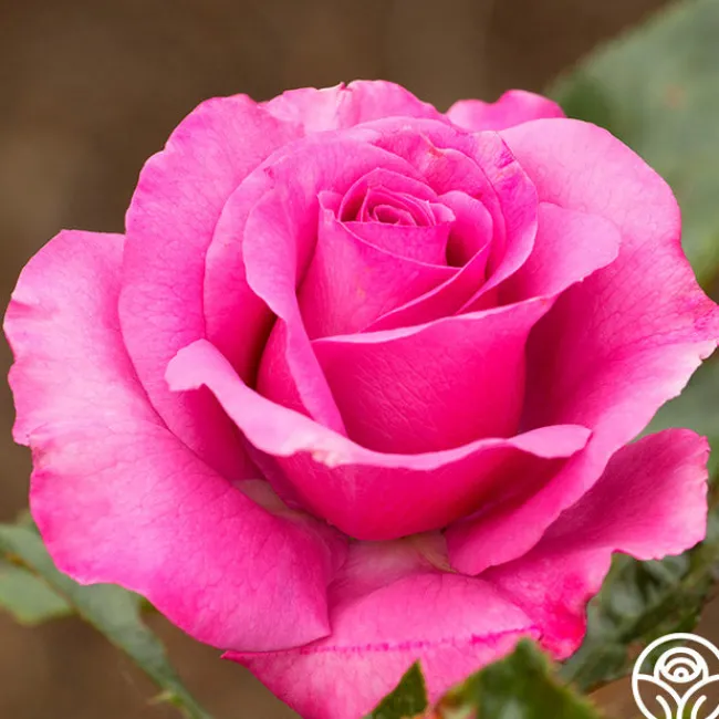 Love Potion™>Heirloom Roses Outlet