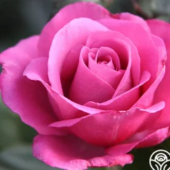 Love Potion™><noscript><img width=
