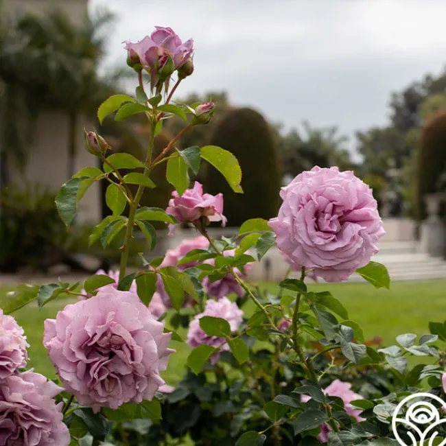 Love Song>Heirloom Roses Outlet