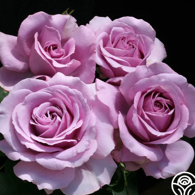 Love Song>Heirloom Roses Outlet